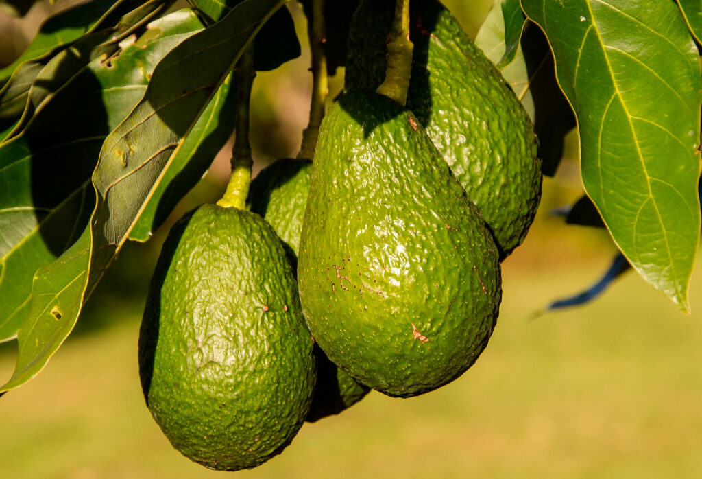 aguacates gindando del arbol de aguacate